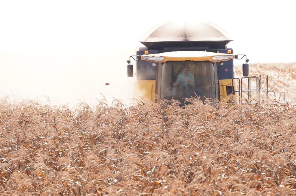 Safrinha do milho deve crescer 23% em Goiás